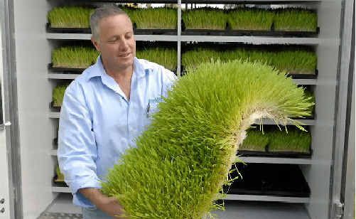 Flavio Raccanello with some of his six-day old product at the Heritage Ag Show last week. Flavio Raccanello with some of his six-day old product at the Heritage Ag Show last week.