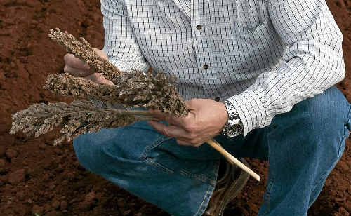 Queensland Government principal plant pathologist Stephen Neate assesses sterile sorghum heads. Queensland Government principal plant pathologist Stephen Neate assesses sterile sorghum heads.