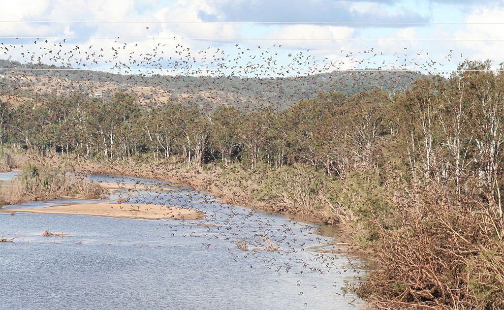It only takes one little disturbance in Gayndah before the bats begin screeching and flying out across the Burnett River risking contamination to the town water intake. It only takes one little disturbance in Gayndah before the bats begin screeching and flying out across the Burnett River risking contamination to the town water intake.
