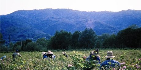 Flower pickers work in the fields of rose de mai in Grasse. Flower pickers work in the fields of rose de mai in Grasse.