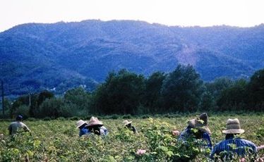 Flower pickers work in the fields of rose de mai in Grasse. Flower pickers work in the fields of rose de mai in Grasse.