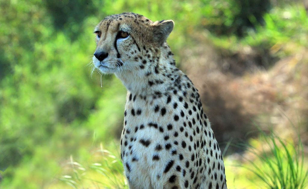 Cheetah. Cheetah.