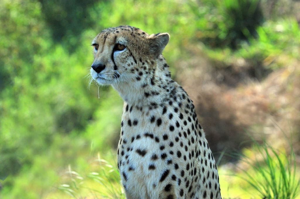 Cheetah. Cheetah.