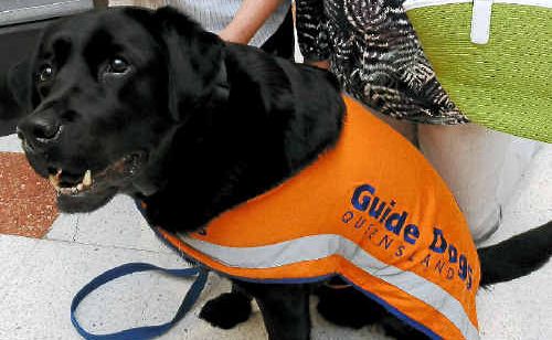Guide Dogs Queensland community relations officer Nerida Hepple, volunteer Carol Mark and guide dog in training Tompson help to raise funds in the Is Your Wardrobe So Last Year? campaign at Sugarland Shoppingtown. Guide Dogs Queensland community relations officer Nerida Hepple, volunteer Carol Mark and guide dog in training Tompson help to raise funds in the Is Your Wardrobe So Last Year? campaign at Sugarland Shoppingtown.