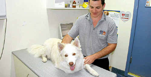 Veterinarian Dr Ray Austin minutes before he removed a paralysis tick attached to Bootsy’s throat. Veterinarian Dr Ray Austin minutes before he removed a paralysis tick attached to Bootsy’s throat.