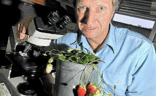 Principal horticulturist Mark Herrington is developing strawberry varieties for the future. Principal horticulturist Mark Herrington is developing strawberry varieties for the future.