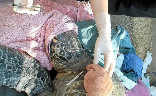 Vets from Vet Cross work to remove a shark hook from a green turtle found off the coast. Vets from Vet Cross work to remove a shark hook from a green turtle found off the coast.