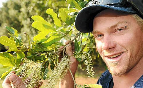 Hinkler Park Plantation harvester driver Adam Robinson is impressed by the flower set for the 2012 macadamia season. Hinkler Park Plantation harvester driver Adam Robinson is impressed by the flower set for the 2012 macadamia season.
