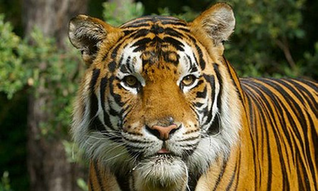 Kato the bengal tiger, which has now been responsible for two attacks on handlers at Dreamworld. Kato the bengal tiger, which has now been responsible for two attacks on handlers at Dreamworld.