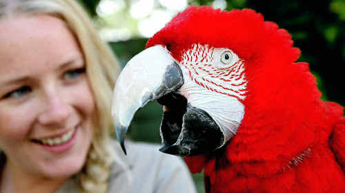 Currumbin Wildlife Sanctuary’s Tenielle Matheson shares a joke with Big Bird, a green-winged macaw. The sanctuary is holding a party for the humble bee-keeper who started the famous ‘bird park’. Currumbin Wildlife Sanctuary’s Tenielle Matheson shares a joke with Big Bird, a green-winged macaw. The sanctuary is holding a party for the humble bee-keeper who started the famous ‘bird park’.