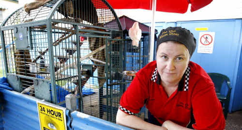 Owner of The Old Miners Diner at Ebbw Vale Beki McCrindle at the cages that housed now deceased cockatiel Jo Jo. Owner of The Old Miners Diner at Ebbw Vale Beki McCrindle at the cages that housed now deceased cockatiel Jo Jo.