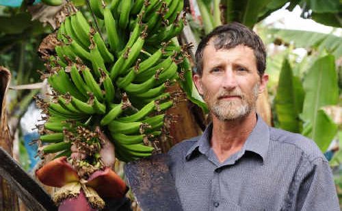 Banana grower David Pike inspects an emerging bunch on his Coffs Harbour plantation. Banana grower David Pike inspects an emerging bunch on his Coffs Harbour plantation.