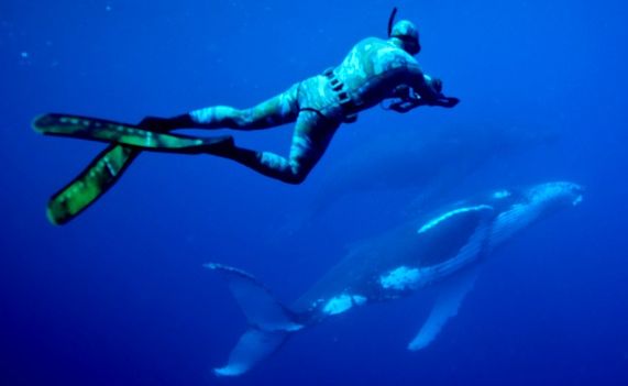 Brett Vercoe of the Solitary Islands Marine Park Authority studies a humpback and calf. Brett Vercoe of the Solitary Islands Marine Park Authority studies a humpback and calf.