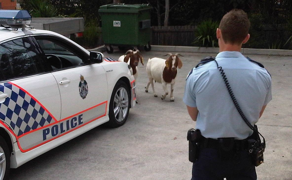 Two rogue goats are on the loose in Goodna. Two rogue goats are on the loose in Goodna.