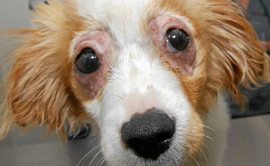 Sticky, whose eyes were glued shut, survived what was possibly one of the worst cases of animal cruelty in Queensland. Sticky, whose eyes were glued shut, survived what was possibly one of the worst cases of animal cruelty in Queensland.