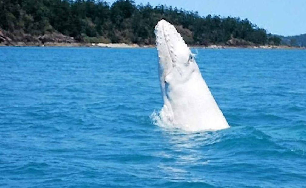 Wayne Fewings was amazed when this baby white humpback whale came close enough to his boat in the Whitsundays to be photographed. Wayne Fewings was amazed when this baby white humpback whale came close enough to his boat in the Whitsundays to be photographed.