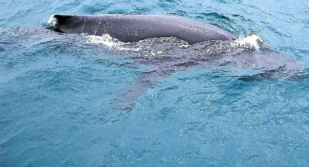 WATER BALLET: A whale cruises in close to the boat to take a closer look at the fascinating humans on the viewing platform. WATER BALLET: A whale cruises in close to the boat to take a closer look at the fascinating humans on the viewing platform.