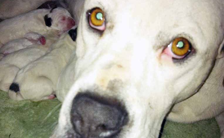 The Vipen family returned from holidays to find their beloved pet Lady had been euthanised by the Central Highlands Regional Council. The Vipen family returned from holidays to find their beloved pet Lady had been euthanised by the Central Highlands Regional Council.