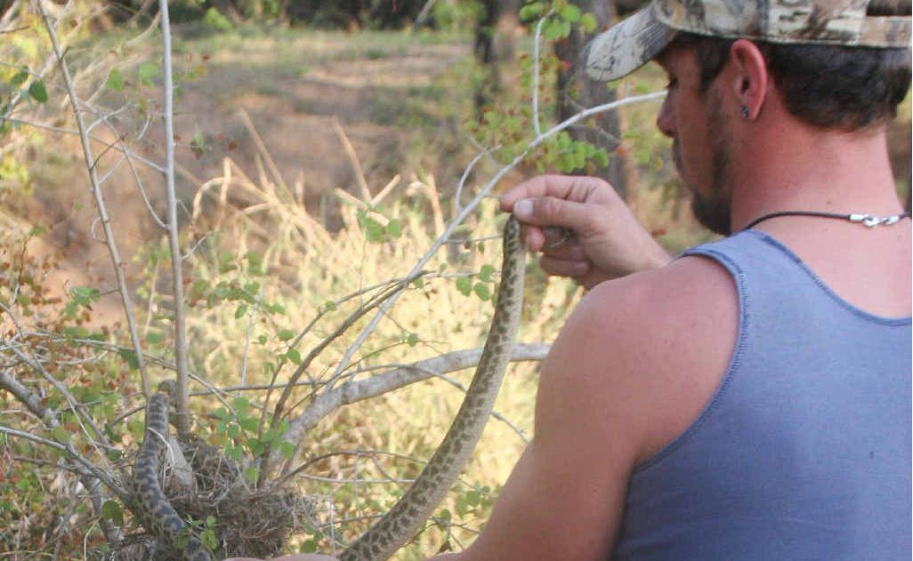 Jon releases the snake. Jon releases the snake.