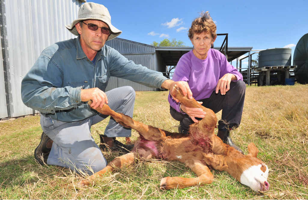 Peter and Kaylene Hale with the calf that died after being mauled by wild dogs on their property west of Maryborough. Peter and Kaylene Hale with the calf that died after being mauled by wild dogs on their property west of Maryborough.