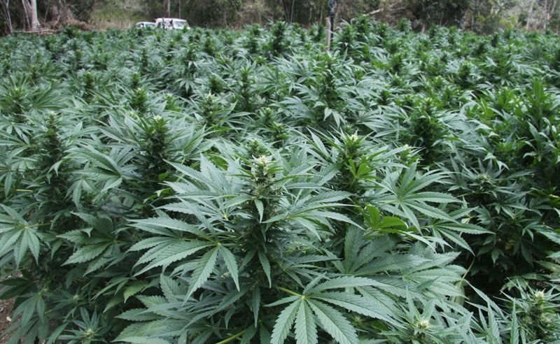 Cannabis plantation, Mackay
Cannabis plantation, Mackay