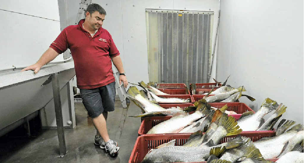 Simon Whittingham at Gladstone Fish Market with a 600kg catch of diseased fish that he had to reject. Simon Whittingham at Gladstone Fish Market with a 600kg catch of diseased fish that he had to reject.