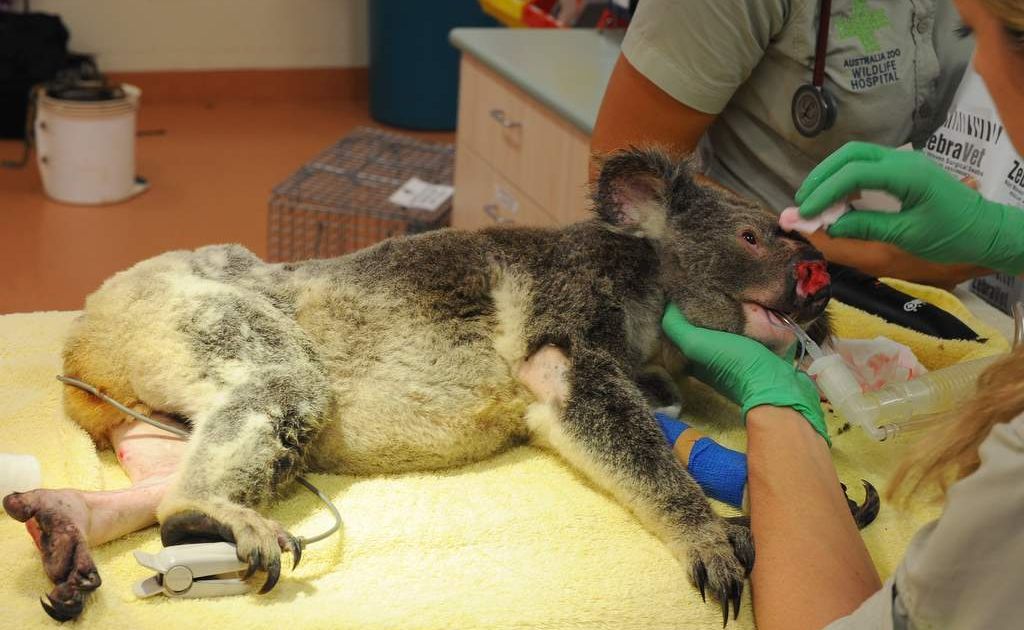 A male koala, Fleet, which was shot seven times, is treated at Australia Zoo Wildlife Hospital. A male koala, Fleet, which was shot seven times, is treated at Australia Zoo Wildlife Hospital.