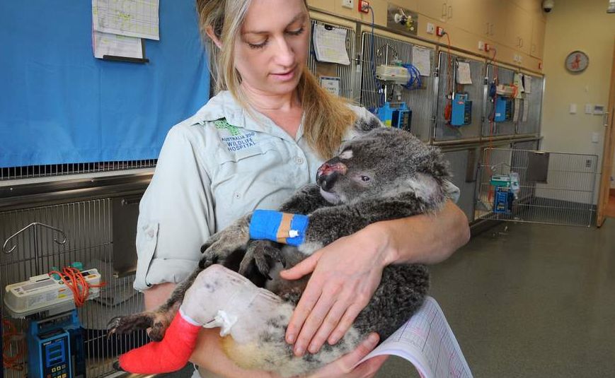 Fleet, a six-year-old male koala, died yesterday after being shot seven times near Redcliffe in October. Fleet, a six-year-old male koala, died yesterday after being shot seven times near Redcliffe in October.