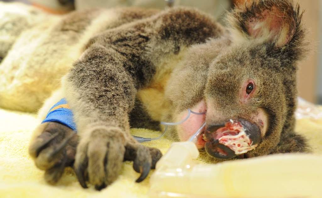 Fleet the koala lost his battle for life. Fleet the koala lost his battle for life.