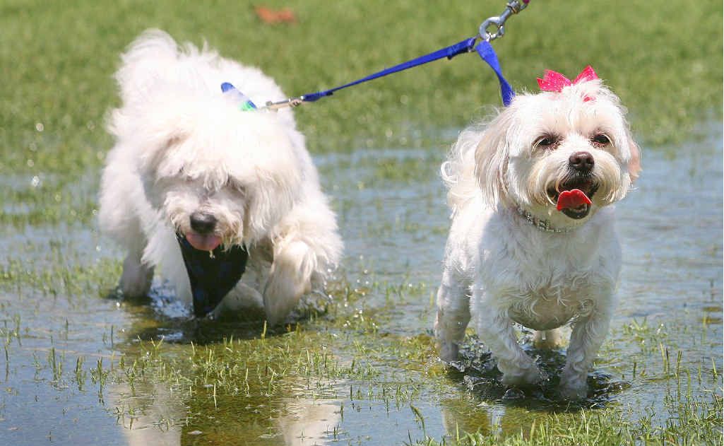 Digby and Bella cool off in a rain puddle during the Woofstock event held at Limestone Park on Sunday. Digby and Bella cool off in a rain puddle during the Woofstock event held at Limestone Park on Sunday.