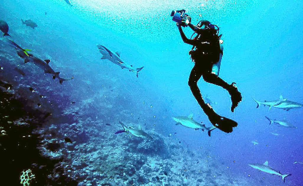 Madi Stewart photographing sharks in the Caribbean. Madi Stewart photographing sharks in the Caribbean.