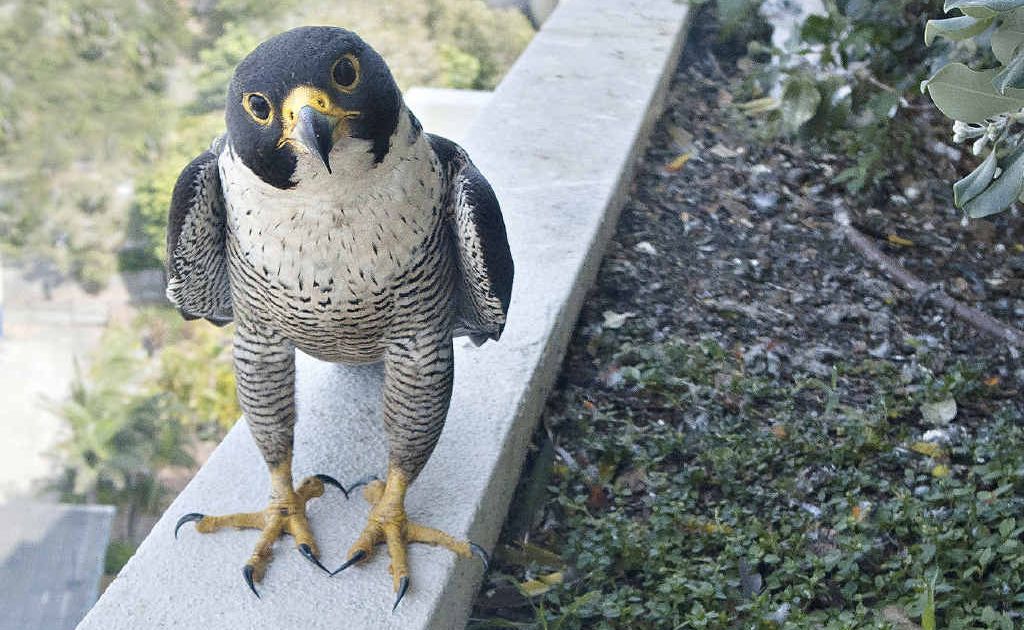 The chicks of peregrine falcon parents are starting to lose their fluff and grow feathers. Their life has been captured by web cam and has attracted followers from around the world. The chicks of peregrine falcon parents are starting to lose their fluff and grow feathers. Their life has been captured by web cam and has attracted followers from around the world.