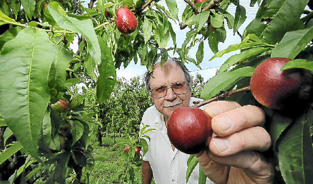 Alstonville stone fruit grower William Pretorius expects that the financial return on locally grown stone fruit will be down, owing to the cold, wet weather resulting in smaller fruit with less sugar and colour. Alstonville stone fruit grower William Pretorius expects that the financial return on locally grown stone fruit will be down, owing to the cold, wet weather resulting in smaller fruit with less sugar and colour.