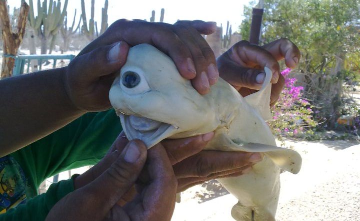 Commercial fishermen reportedly sliced this malformed fetal shark from the belly of a dusky shark. Commercial fishermen reportedly sliced this malformed fetal shark from the belly of a dusky shark.