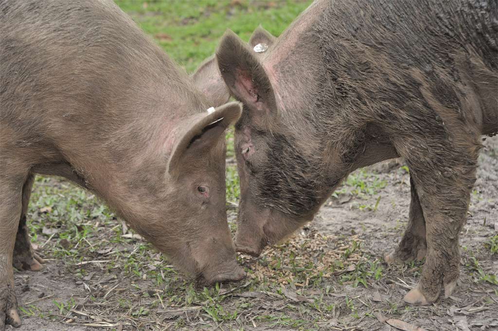 Project manager Alan Skerman said they were also looking at using biogas to heat water which is circulated through heating pads for piglets. Project manager Alan Skerman said they were also looking at using biogas to heat water which is circulated through heating pads for piglets.