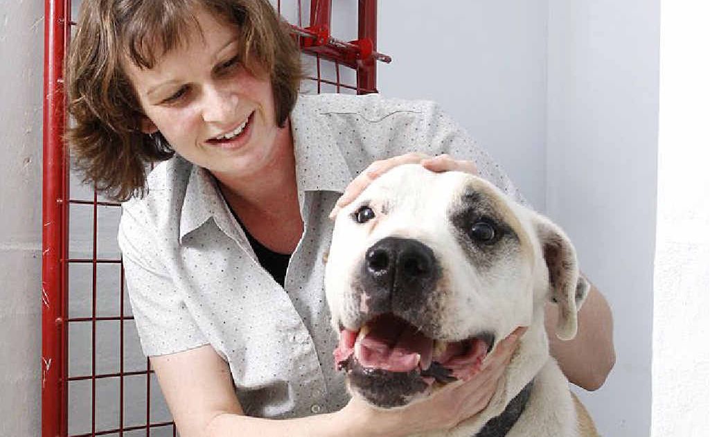 Yamanto Vet nurse Amie Elliot with Buster who was bitten by a king brown snake. Yamanto Vet nurse Amie Elliot with Buster who was bitten by a king brown snake.