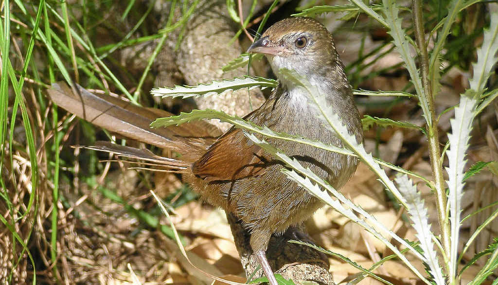 The eastern bristlebird is listed as critically endangered. The eastern bristlebird is listed as critically endangered.