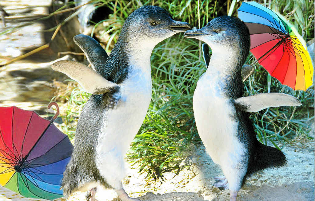 Coffs Harbour’s latest ‘it’ couple, Brendan and Andy. Coffs Harbour’s latest ‘it’ couple, Brendan and Andy.