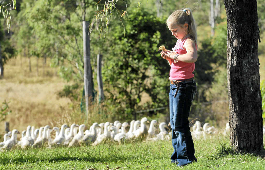 Annabelle Sterns checks on the ducks that are raised free-range on her family’s farm at Kilkivan. Bendele ducks were chosen to be served to the Queen and Duke of Edinburgh at last week’s royal luncheon in Brisbane. Annabelle Sterns checks on the ducks that are raised free-range on her family’s farm at Kilkivan. Bendele ducks were chosen to be served to the Queen and Duke of Edinburgh at last week’s royal luncheon in Brisbane.