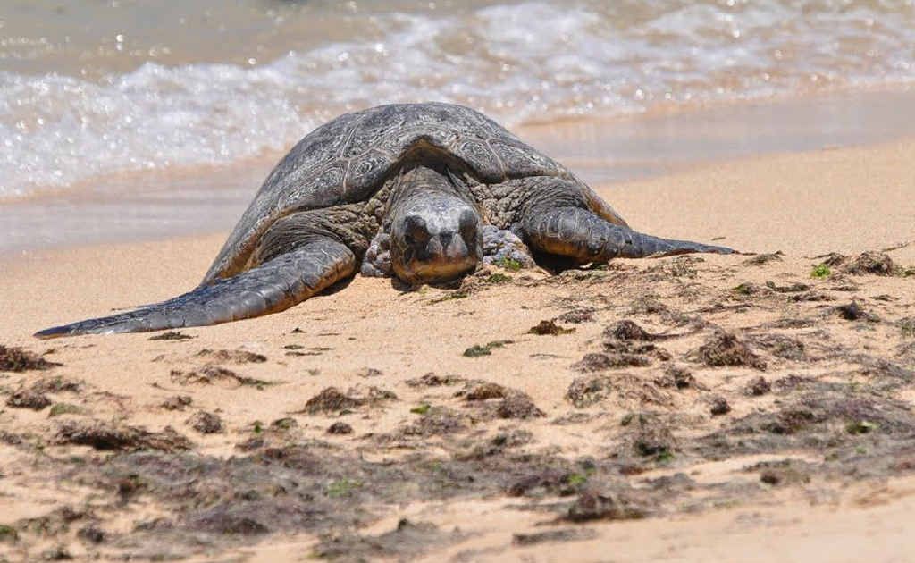 There have been more reports of dead turtles washed up on the beach on Curtis Island. There have been more reports of dead turtles washed up on the beach on Curtis Island.