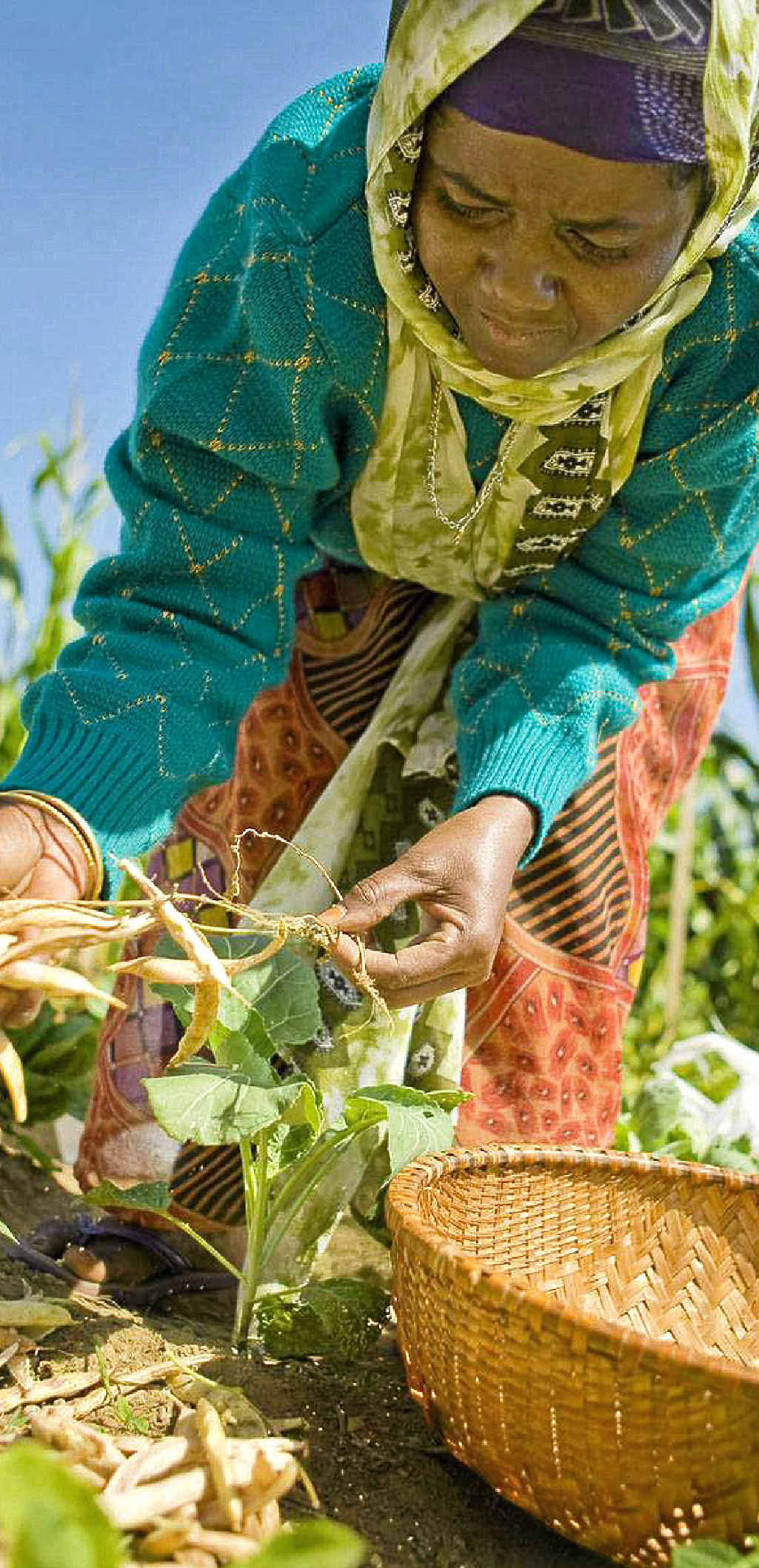 Farmers in east Africa have valuable experience of cultivating land in arid environments, particularly sub-Saharan areas. Farmers in east Africa have valuable experience of cultivating land in arid environments, particularly sub-Saharan areas.