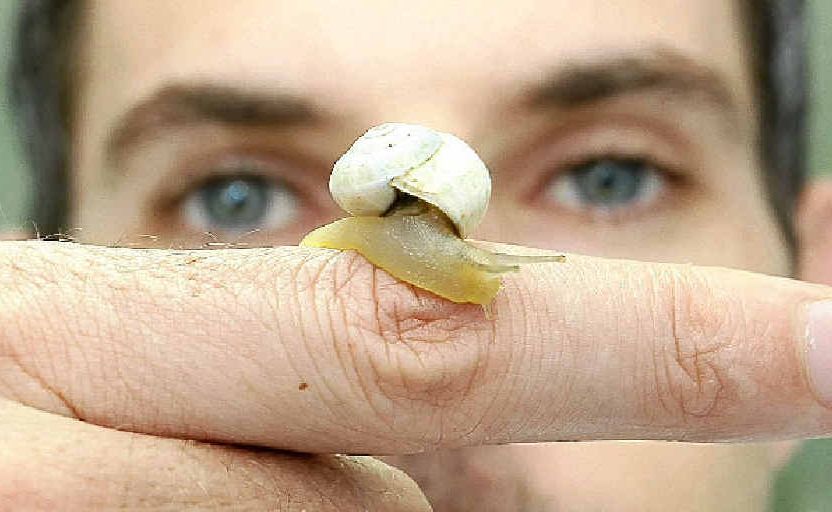 University of the Sunshine Coast’s Dr Scott Cummins has a $145,000 grant to study the hypometabolism of snails. University of the Sunshine Coast’s Dr Scott Cummins has a $145,000 grant to study the hypometabolism of snails.