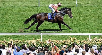 Can Tony Gollan's Temple Of Boom be the horse to beat Black Caviar (pic)? Can Tony Gollan's Temple Of Boom be the horse to beat Black Caviar (pic)?