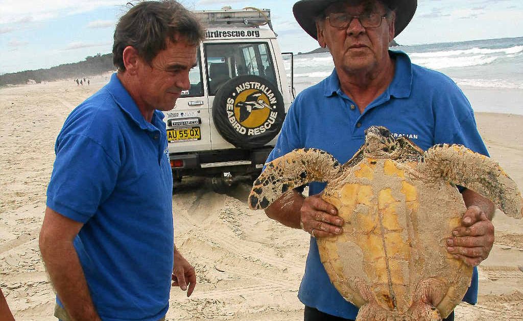 Australian Seabird Rescue’s Keith Williams and Ron Potter with Cindy the hawksbill turtle at Dreamtime Beach, Fingal Head. Australian Seabird Rescue’s Keith Williams and Ron Potter with Cindy the hawksbill turtle at Dreamtime Beach, Fingal Head.