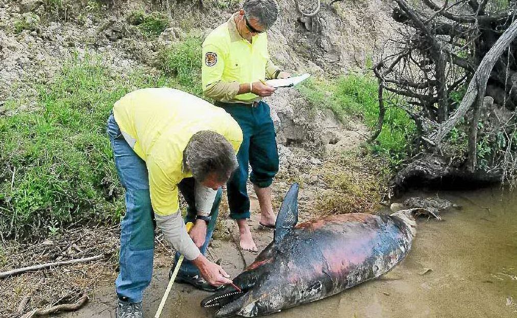 NPWS staff Peter LeBreton and Andrew Lugg taking details of a bottle-nosed dolphin, one of three found dead in the Clarence River upstream of Grafton. NPWS staff Peter LeBreton and Andrew Lugg taking details of a bottle-nosed dolphin, one of three found dead in the Clarence River upstream of Grafton.