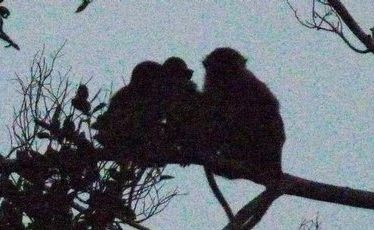 Macaque monkeys settle down for the night in trees along the Klias River. Macaque monkeys settle down for the night in trees along the Klias River.