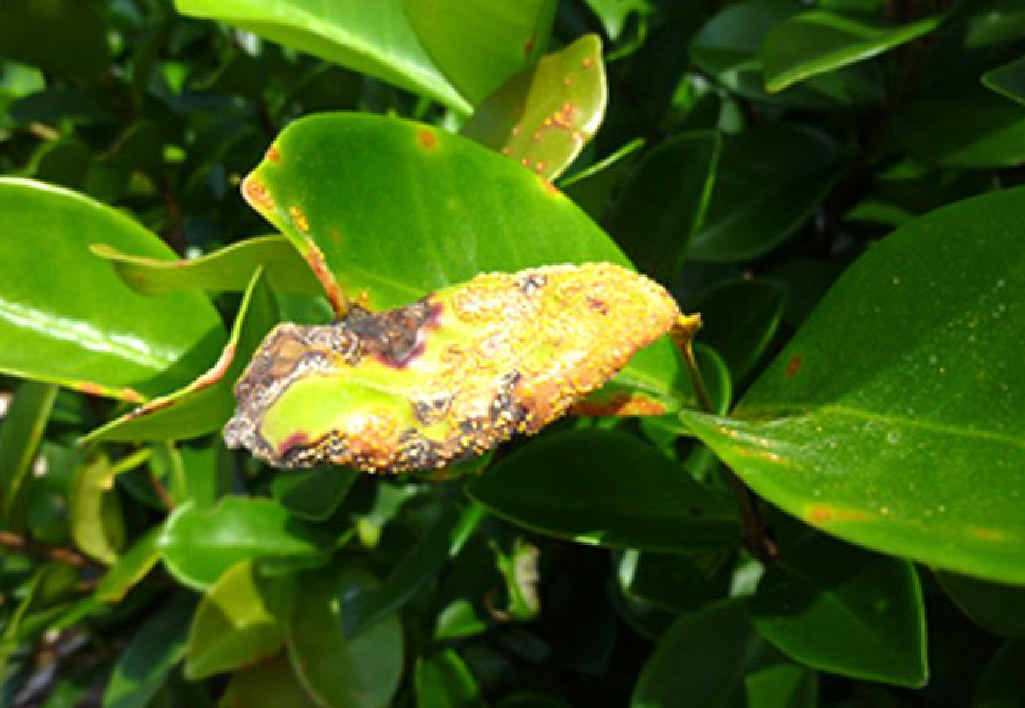 Myrtle rust has been detected on the Fraser Coast in Pialba and Dundowran Beach. Myrtle rust has been detected on the Fraser Coast in Pialba and Dundowran Beach.
