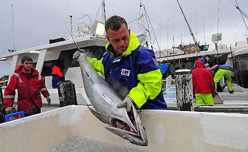 The latest research on fish stocks in Commonwealth waters is increasingly positive, yet there are continued concerns blue fin tuna may be 'overfished'. The latest research on fish stocks in Commonwealth waters is increasingly positive, yet there are continued concerns blue fin tuna may be 'overfished'.