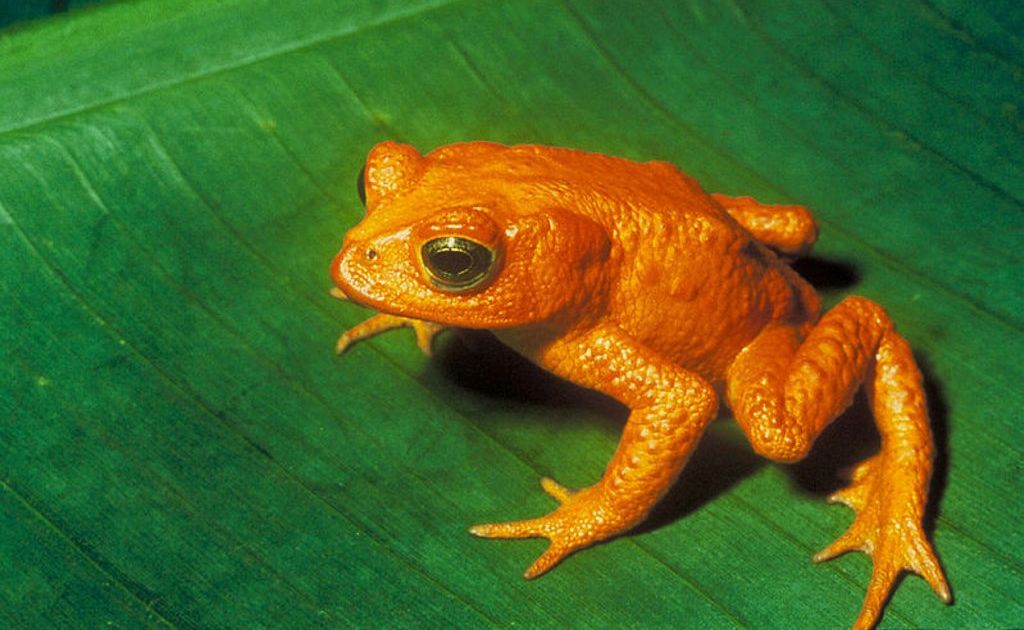 Costa Rica's Golden Toad. Costa Rica's Golden Toad.