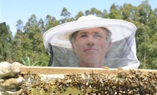 ALL ABUZZ: Apiarist James Creagh pictured at his Lillian Rock farm with a frame from a hive. The frame is part-filled with honey and some of the bees cling to it as James removes it from the hive. ALL ABUZZ: Apiarist James Creagh pictured at his Lillian Rock farm with a frame from a hive. The frame is part-filled with honey and some of the bees cling to it as James removes it from the hive.
